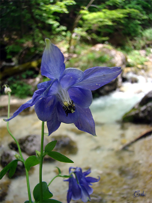 Aquilegia vulgaris / Aquilegia comune dall''Abruzzo